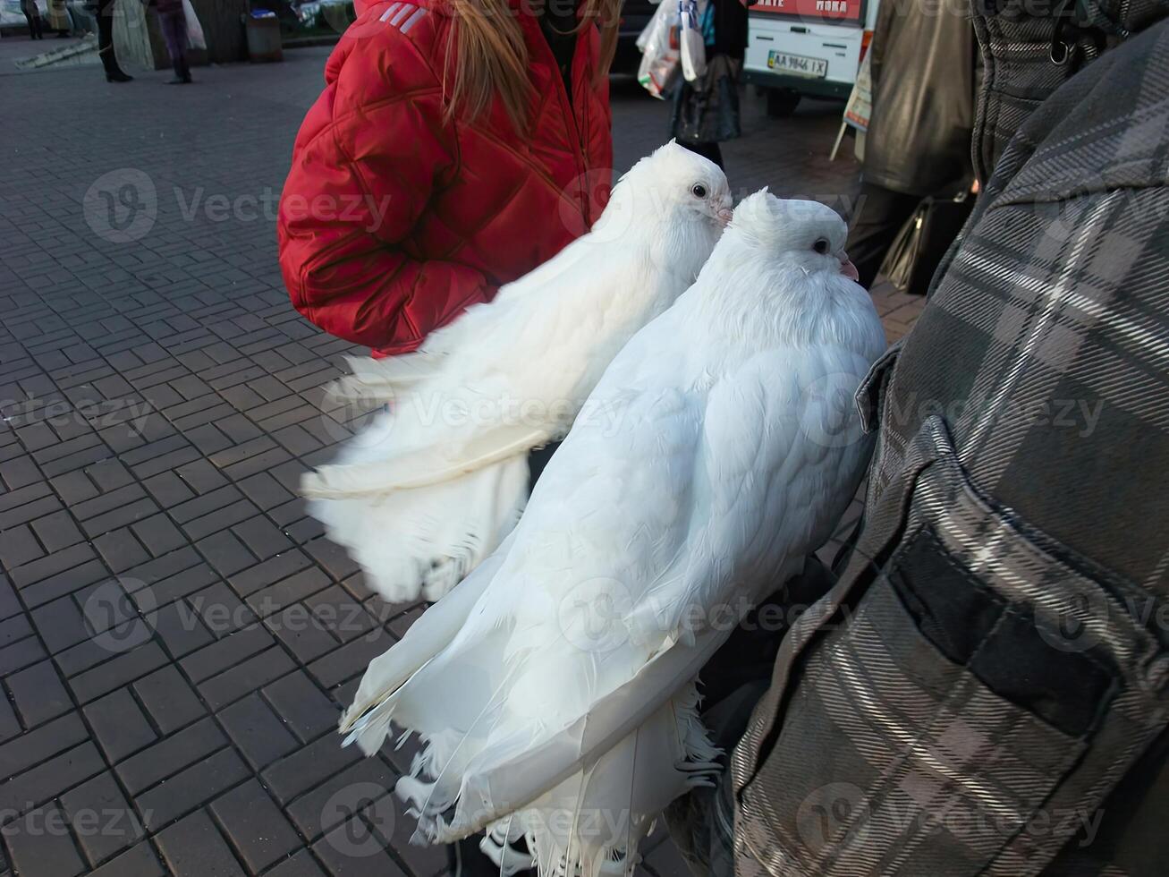 Beautiful white birds perched peacefully on a person's shoulder in a busy urban area photo