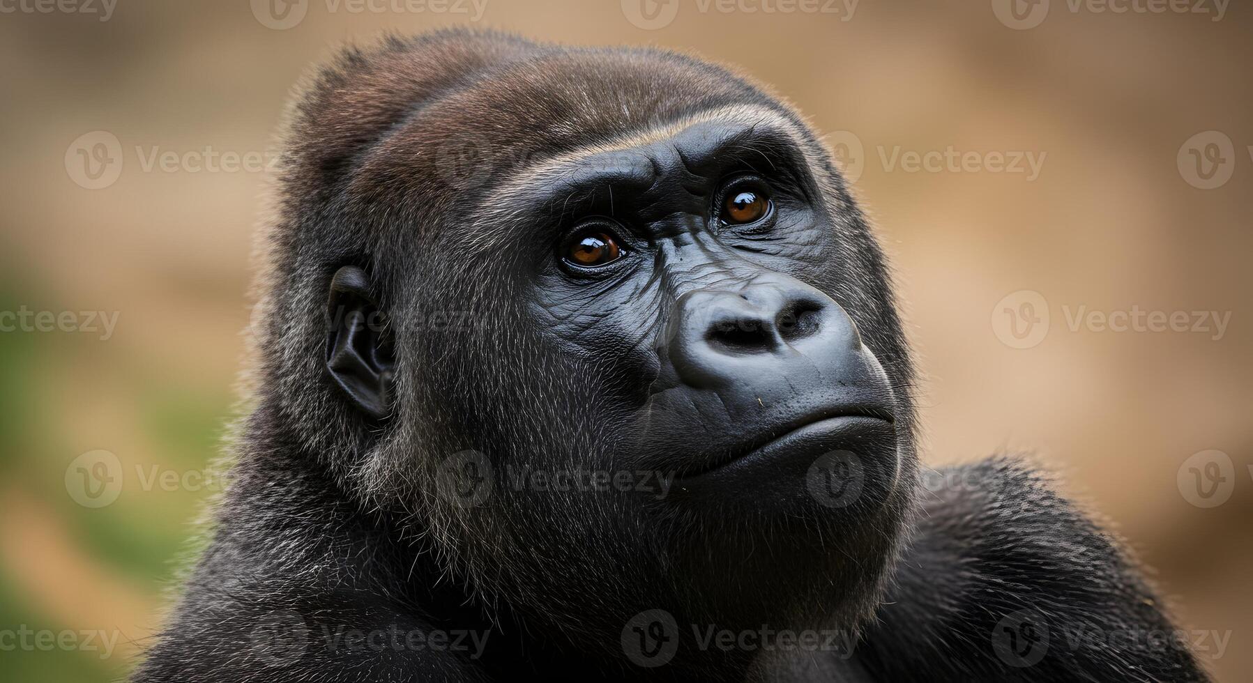 Thoughtful Gorilla Portrait Looking Up with Brown Eyes and Intense Expression photo