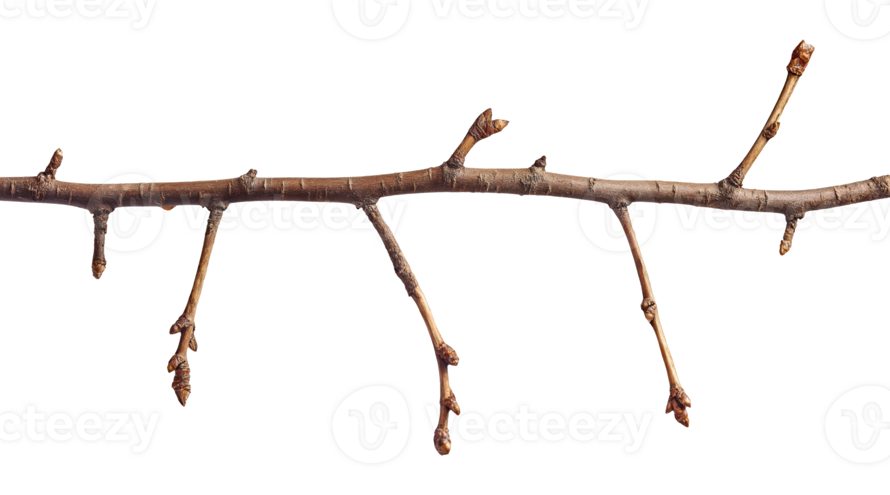 Branch with a few buds, isolated on a transparent background png