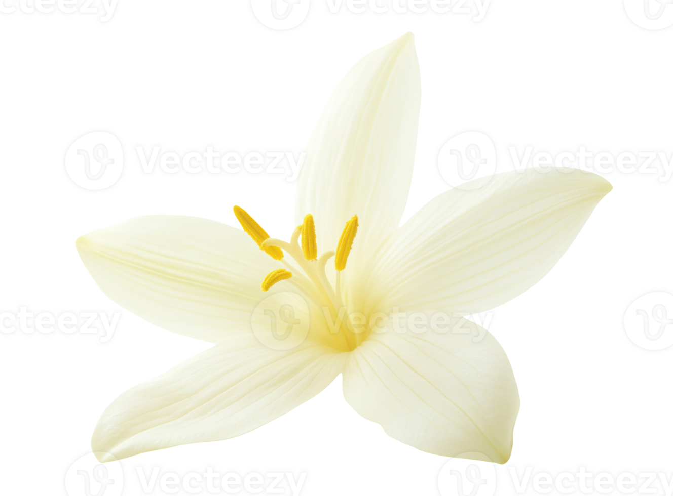 Vanilla flower isolated on transparent background png