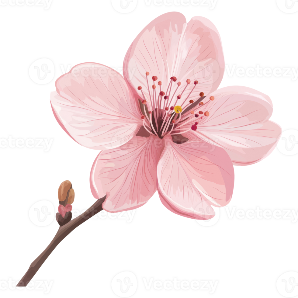 Twig with Pink Sakura Flower png