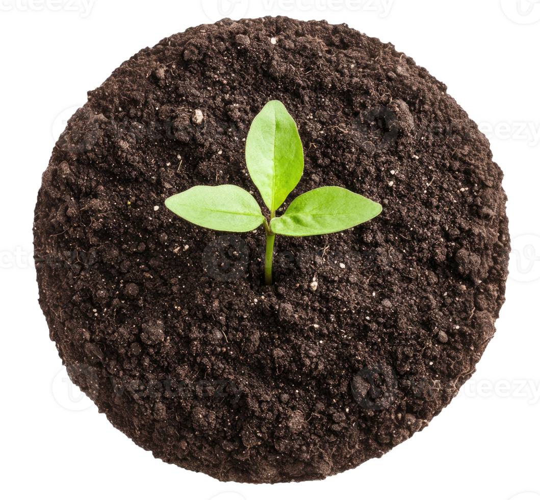 Top View, Sprout in the Ground, Cut Out png