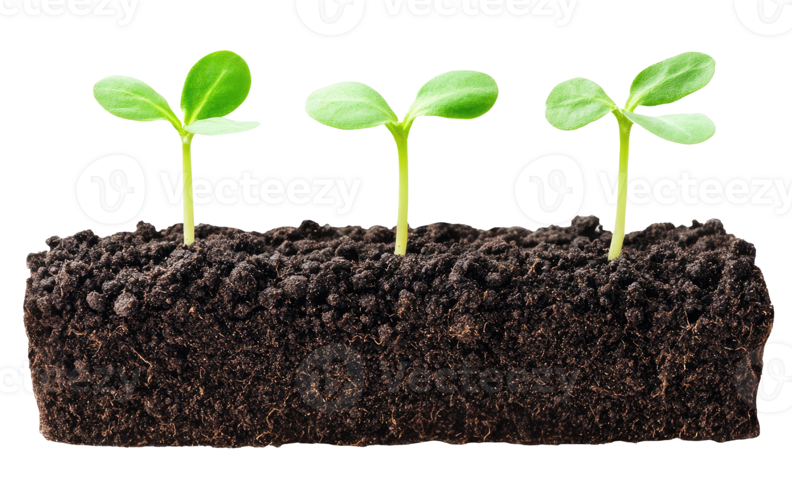 Three sprouts in the ground png