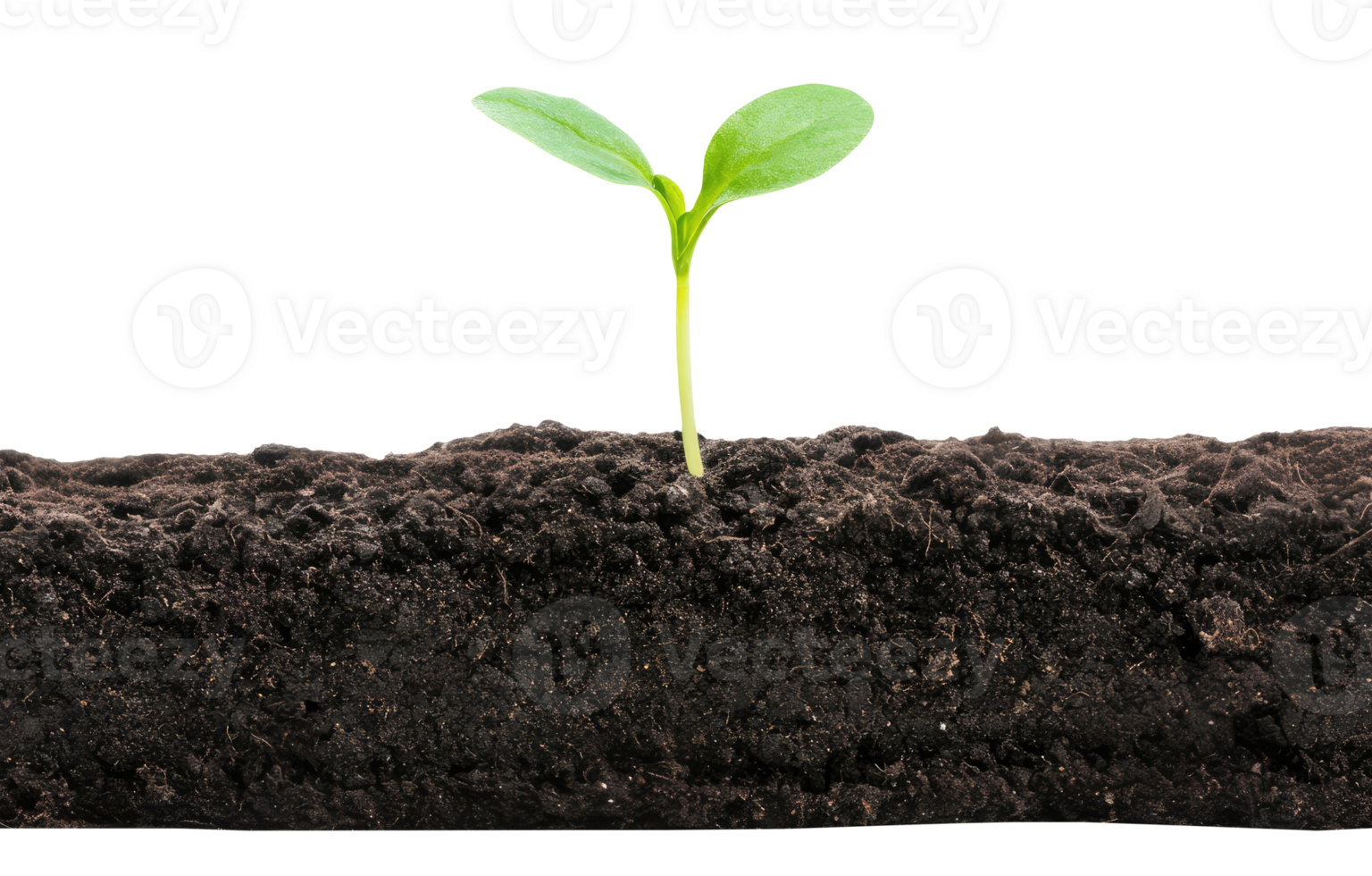 One Sprout in the Ground png