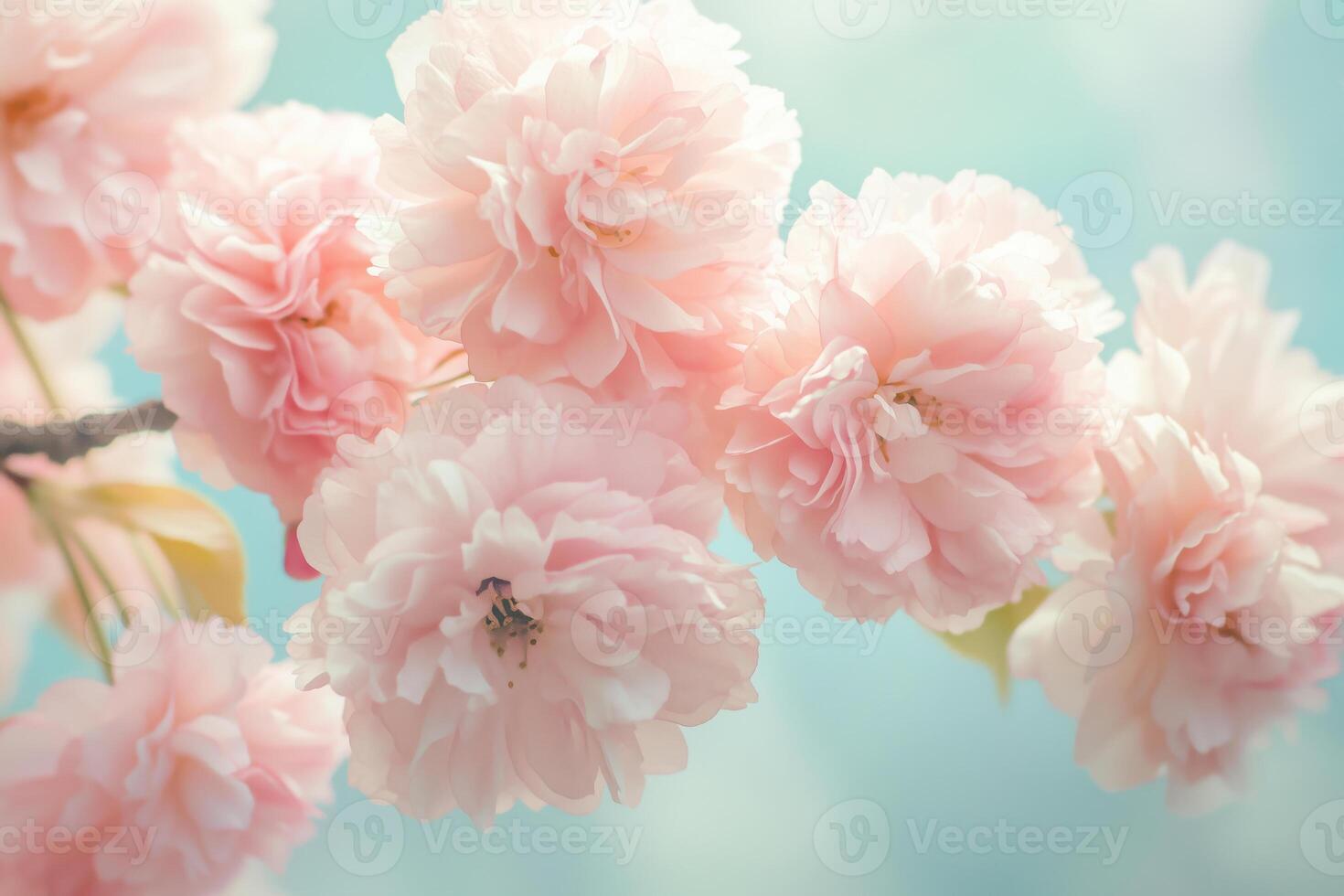 Delicate pink cherry blossoms on pastel blue background photo