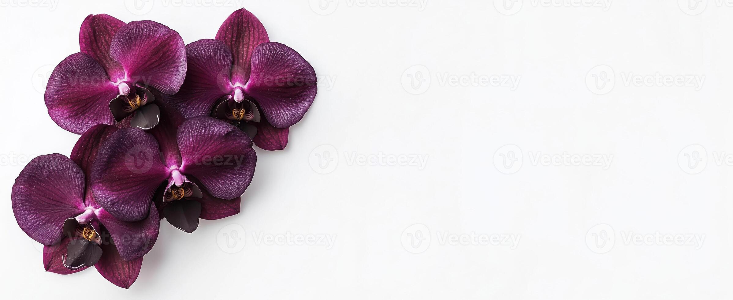 Purple orchid flowers on a white background with area for text or design photo
