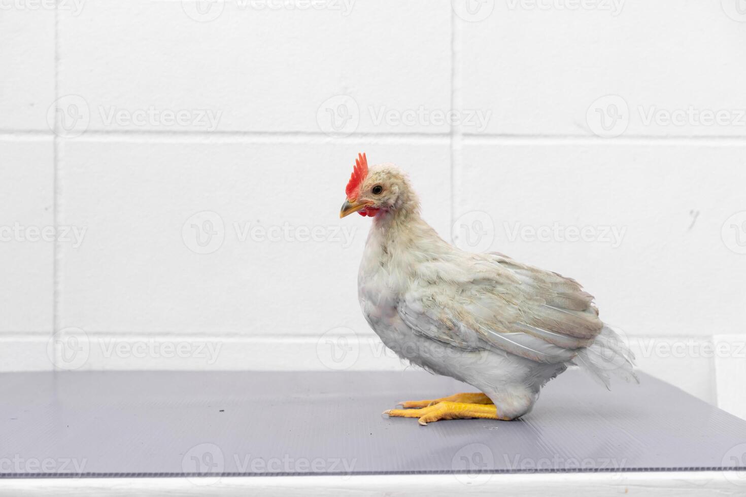White Chick is standing on purple gray table in outd oor light. photo