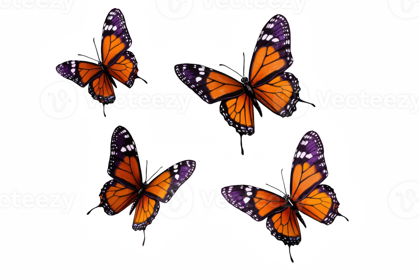 A Colorful butterflies in flight, showcasing vibrant orange and black wings with white spots, creating lively and enchanting scene png