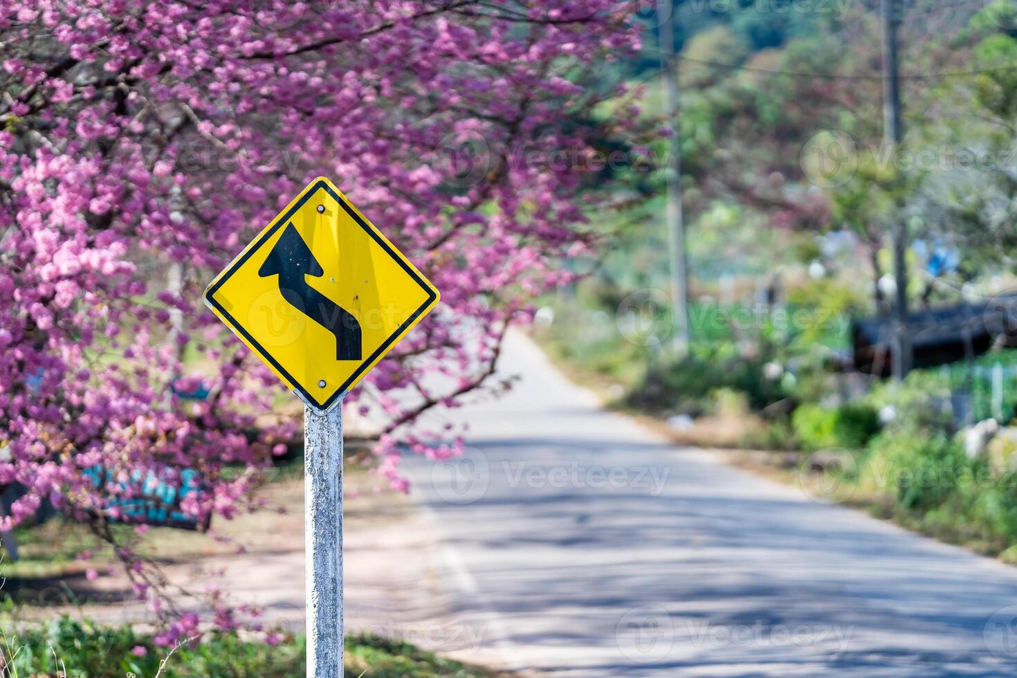 Travel warning signs are placed on the side of the road among suburban trees, such as Wild Himalayan Cherry, when Sakura trees are in full pink bloom and shade the walkways. photo