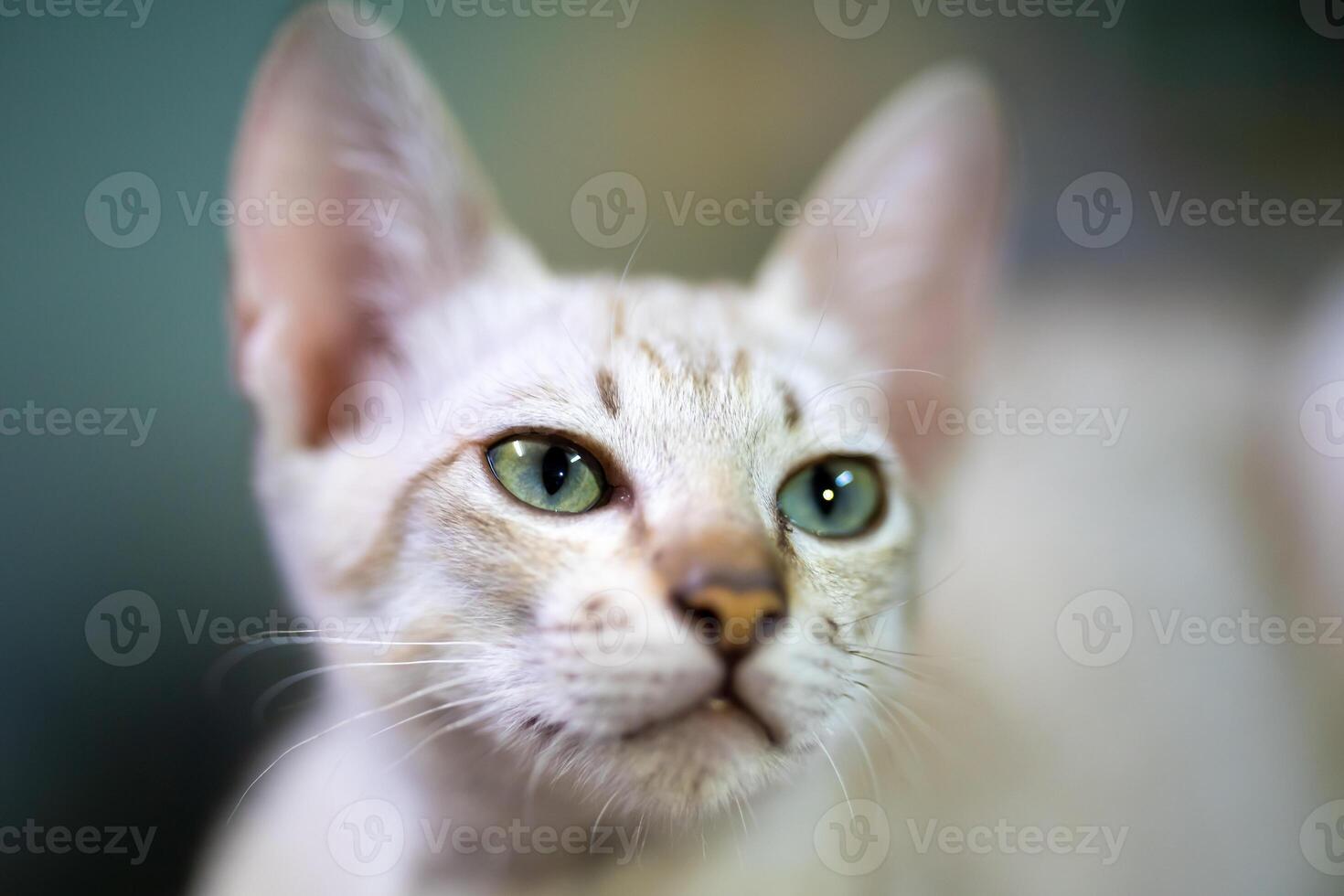 Cat striking contrast of a lig ht br own mackerel tab by coat and piercing light green eyes draws our attention as a beautiful kitten looks our way. photo