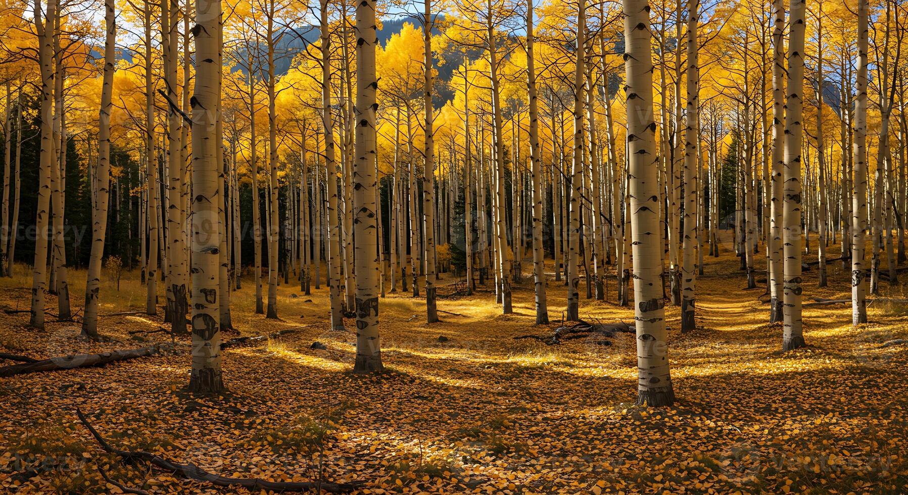 Aspen Trees in Autumn with Golden Leaves Covering Forest Floor photo