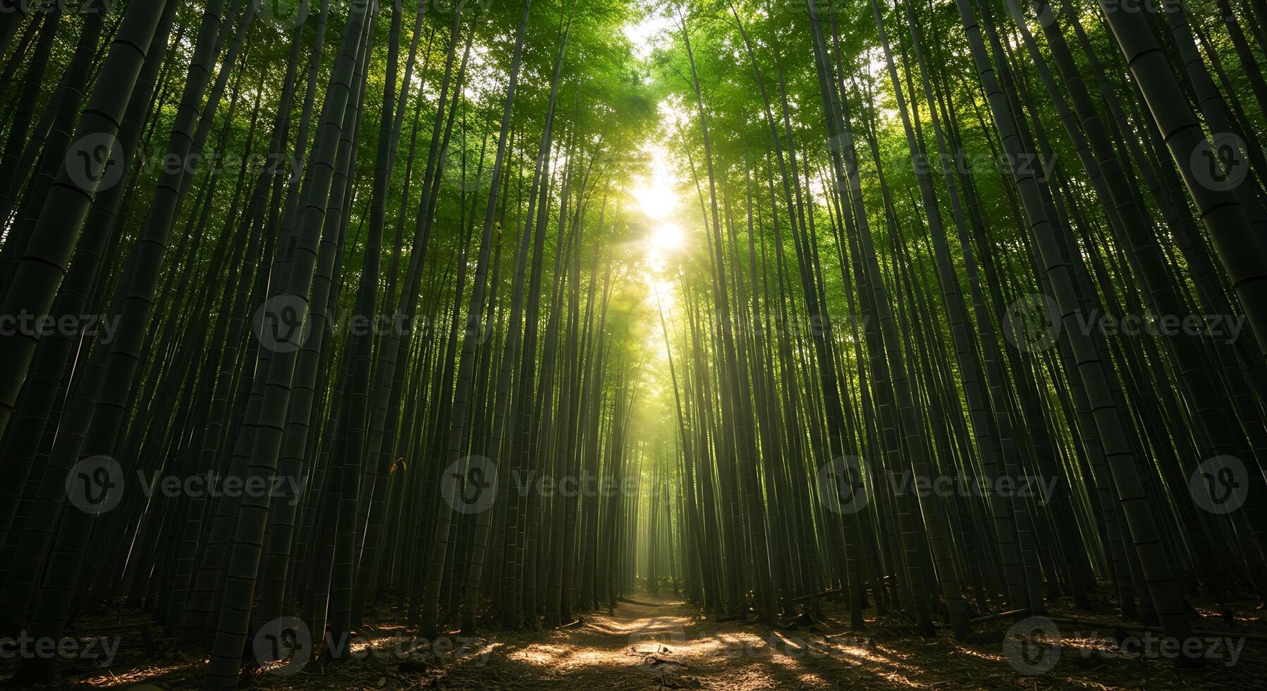 Walking Through Lush Bamboo Forest with Sunlight Shining Through Trees photo