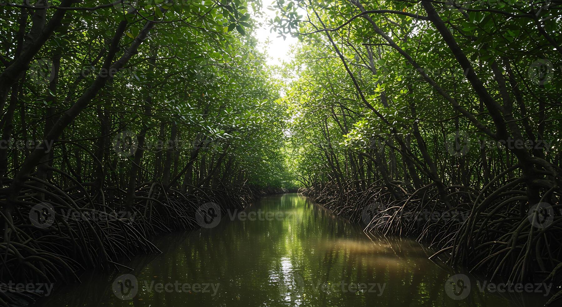 Exploring a Tranquil Mangrove Forest with Root Systems Over Waterway photo