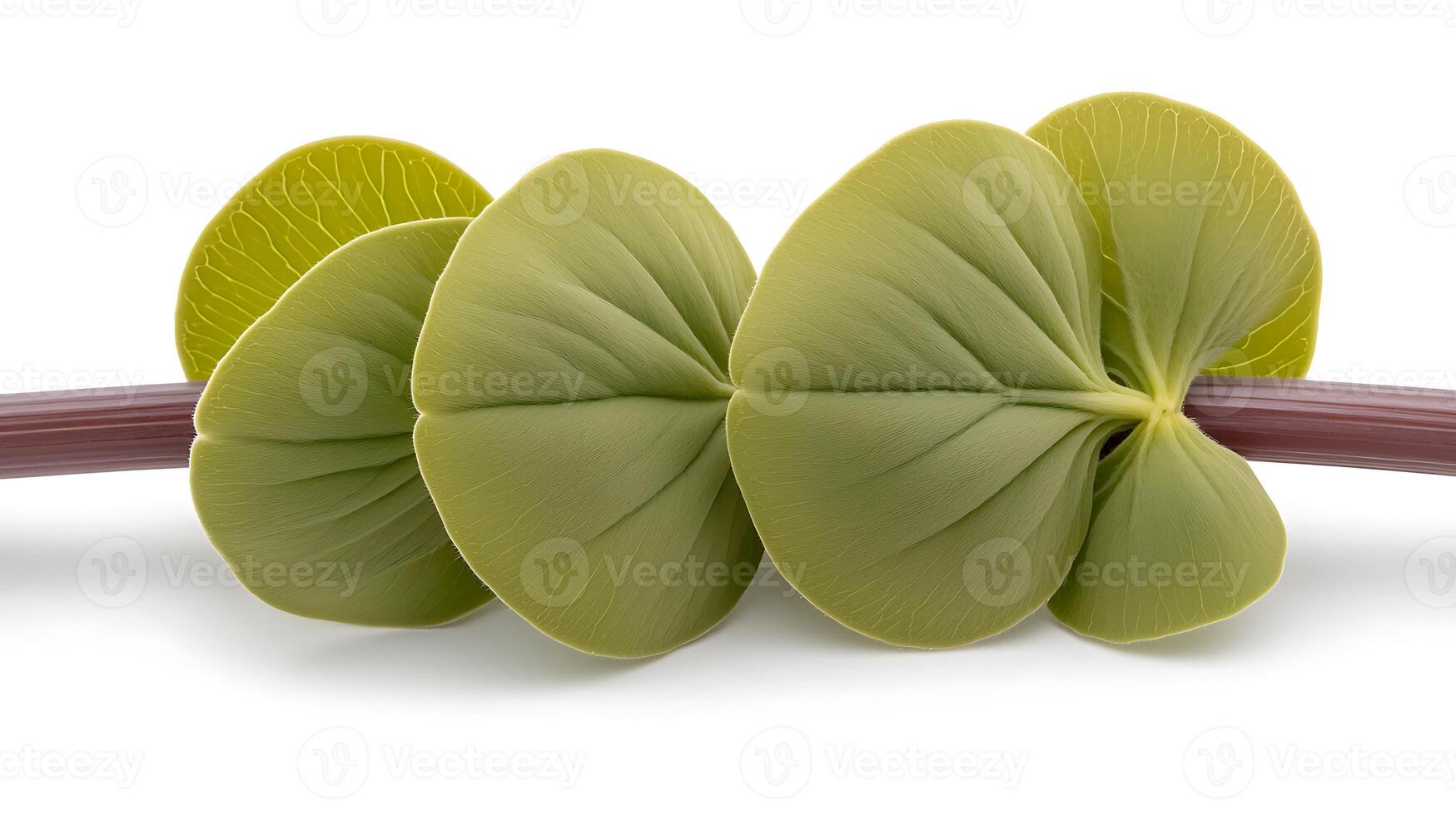 Close-up of vibrant green leaves arranged symmetrically on a stem against a white background photo