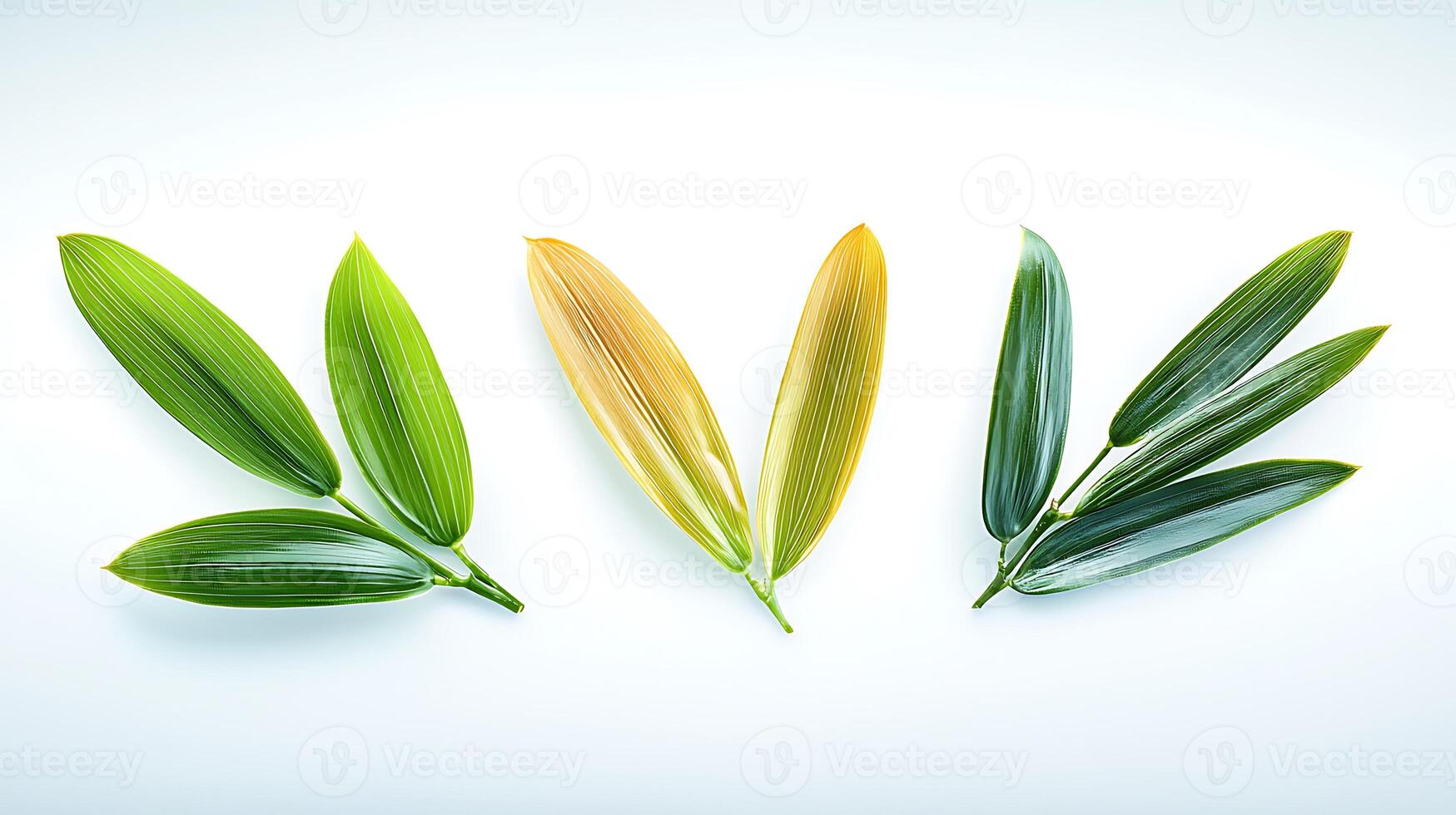 Close-up of vibrant green and yellow tropical leaves arranged in a line on a light background photo