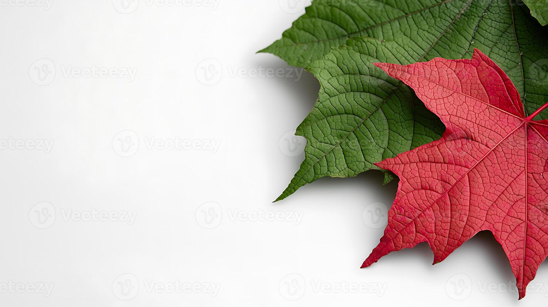 Vibrant red and green maple leaves resting on a white surface, showcasing autumn colors and textures photo