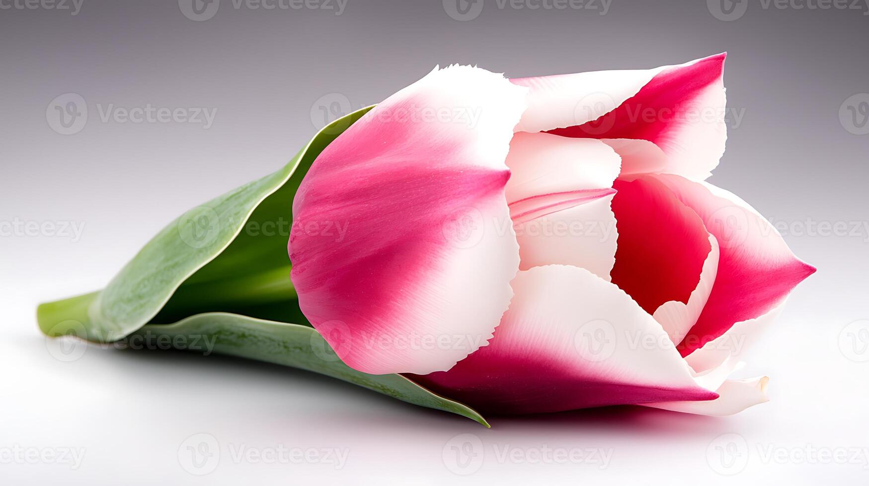 Vibrant pink and white tulip resting on a soft gradient background, showcasing natural beauty photo