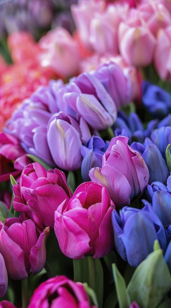 A close up of many different colored tulips photo