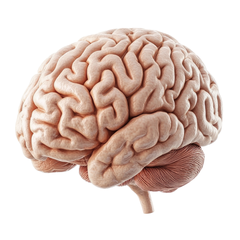 brain of human png
