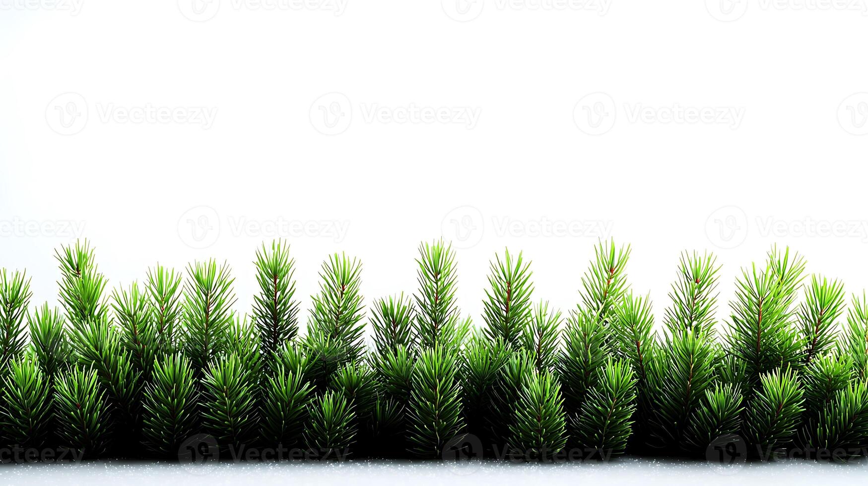 Lush green pine foliage creating a vibrant foreground against a bright white background photo