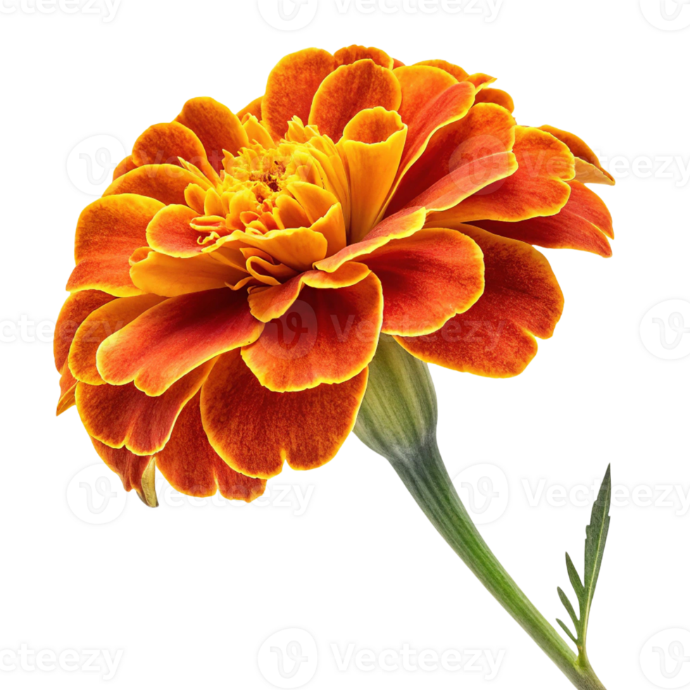 A marigold flower isolated on a transparent background png