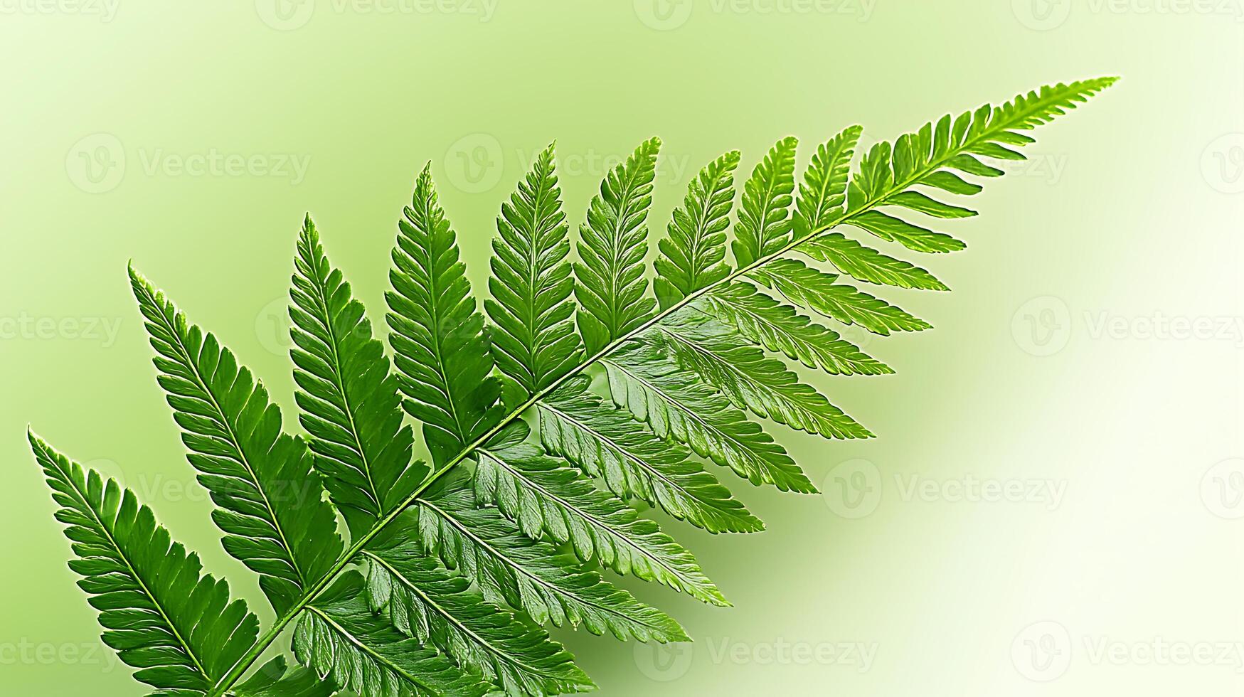 Close-up of a vibrant green fern leaf against a soft gradient background, showcasing natural beauty photo