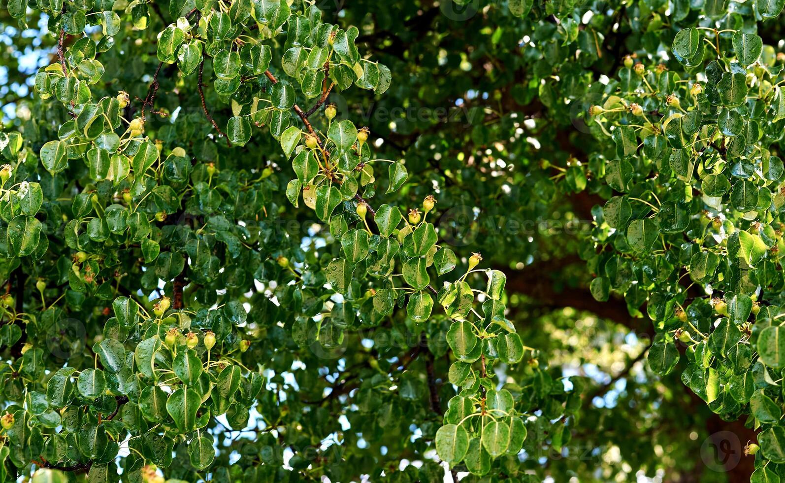 Ripe juicy pears,green branches for sale in the market and in the store photo