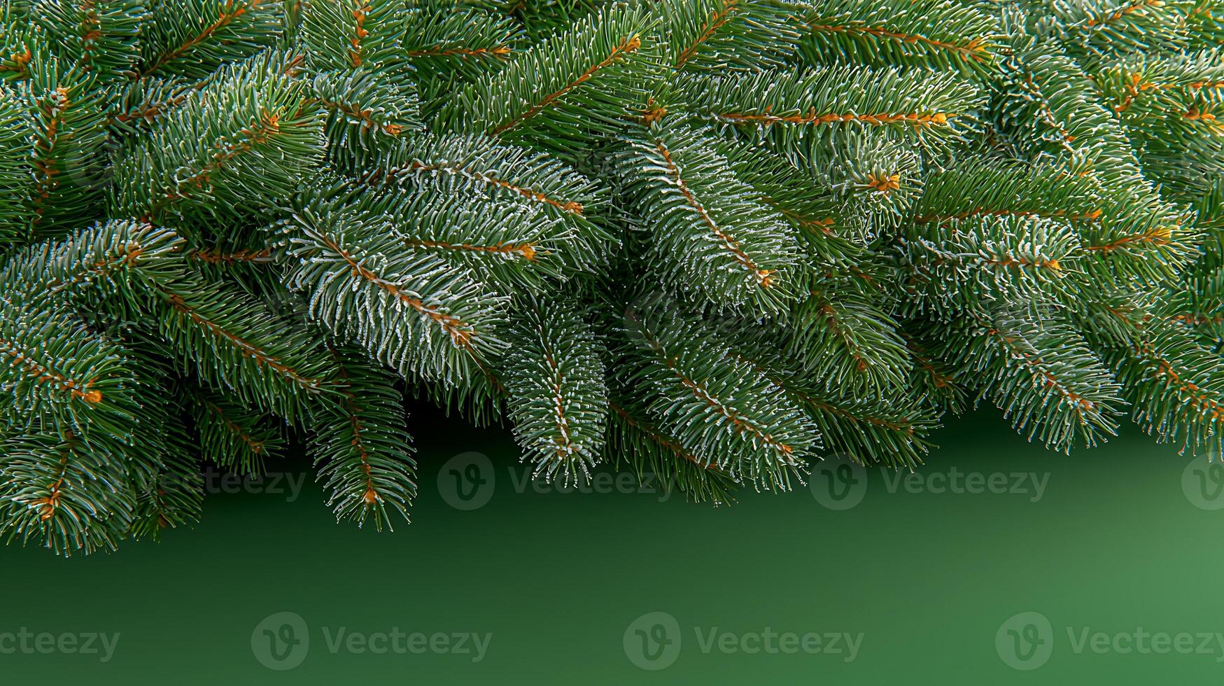 Lush green pine branches create a vibrant foreground against a smooth green backdrop, ideal for seasonal design photo
