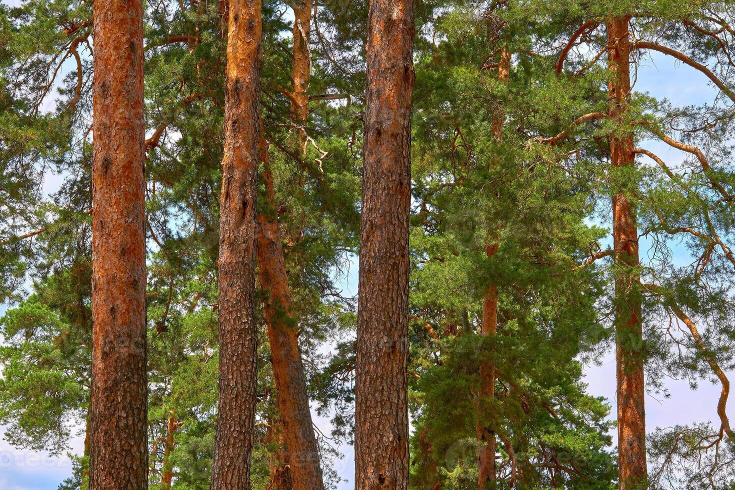 Young health vitality spring trunks of pine trees, clear blue sky photo