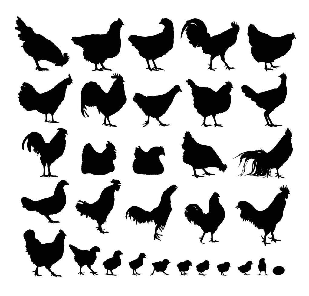 The big set silhouettes of chickens and roosters. vector