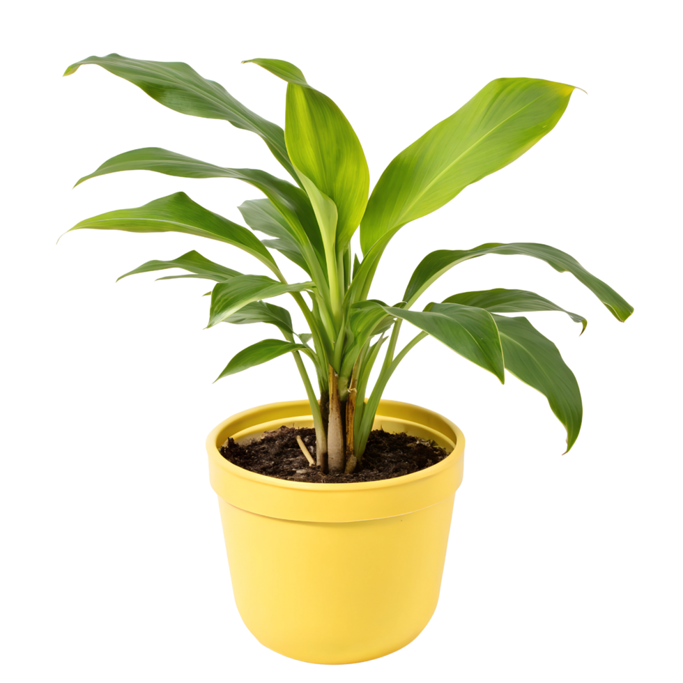 Vibrant Yellow Potted Banana Plant with Lush Green Leaves Isolated on Transparent Background png