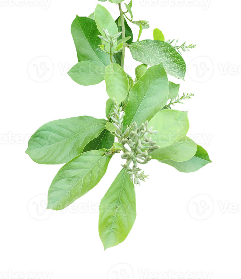 fresh oregano sprig, fresh basil isolated, lemon tree image, Green Plant Branch, png