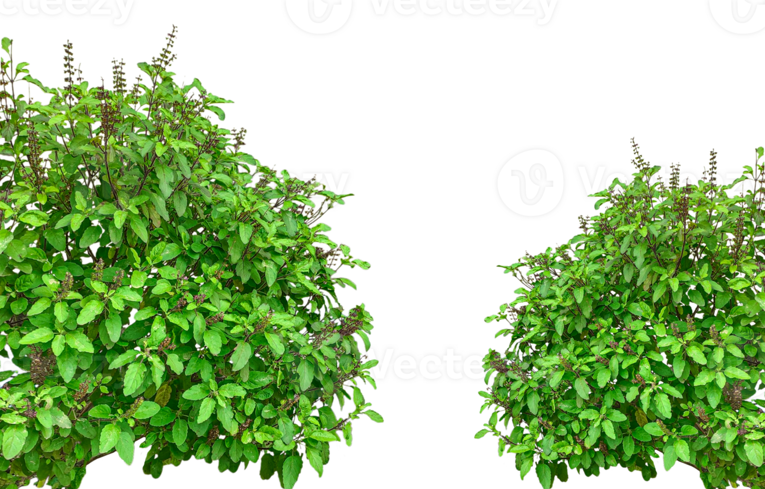 green grass on background, two green plants with leaves on them, Fresh Basil Bushes frame, png