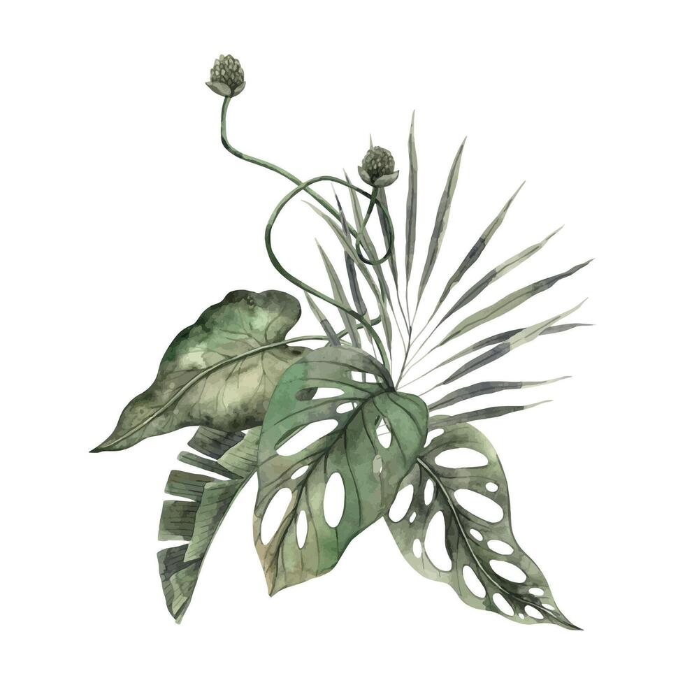 Tropical leaves of fan palm, monstera, strelitzia. Watercolor composition drawn by hand on an isolated background, in monochrome style. Drawing for invitations, cards, holidays, posters, packaging. vector