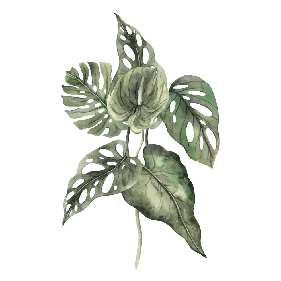 Anthurium flower, monstera, calathea leaves. Tropical watercolor composition of leaves on an isolated background in monochrome style. Botanical illustration for invitations, cards, weddings, holidays vector
