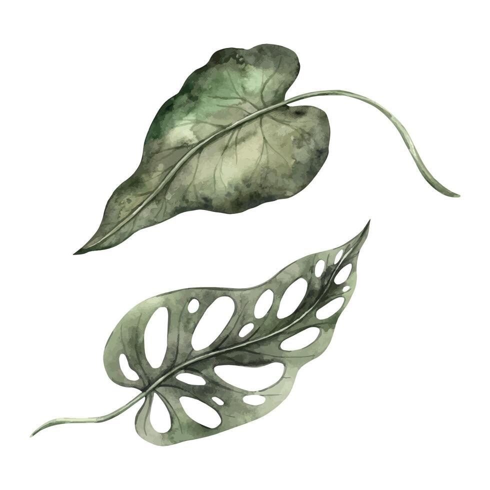 Realistic tropical leaf of monstera oblique and colocasia. Watercolor illustration, hand drawn on isolated background. Botanical illustration for design of invitations, cards, weddings and holidays. vector