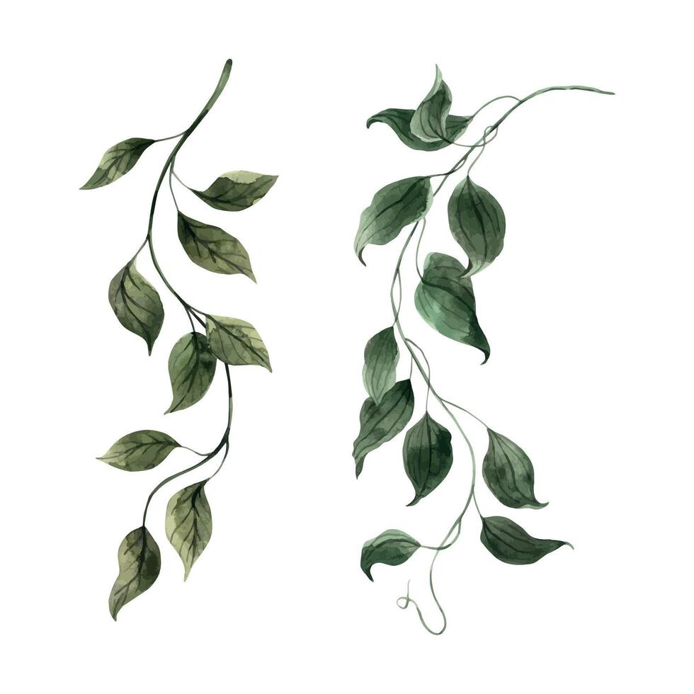 Set of realistic tropical plants - lianas, jungle plants. Watercolor illustration, hand drawn on isolated background. Botanical illustration for design of invitations, cards, weddings and holidays. vector