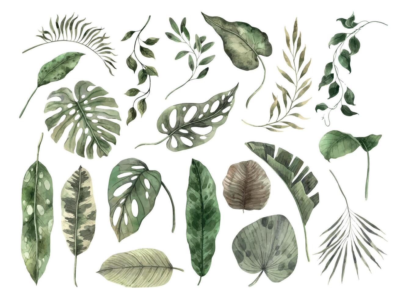 Set of tropical leaves, monstera, banana, palm, fan palm, calathea, dieffenbachia, philodendron. Watercolor set in monochrome style. Set for invitations, cards, stickers, packaging design and holidays vector