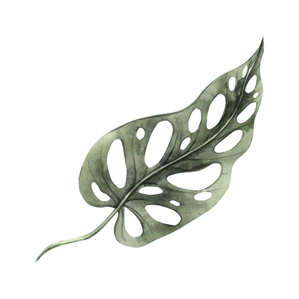 Realistic tropical leaf of monstera obliqua. Watercolor illustration, hand drawn on isolated background. Botanical illustration for design of invitations, cards, weddings and holidays. vector