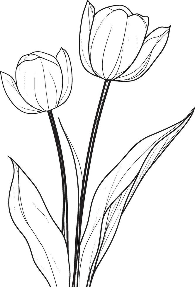tulips coloring pages vector