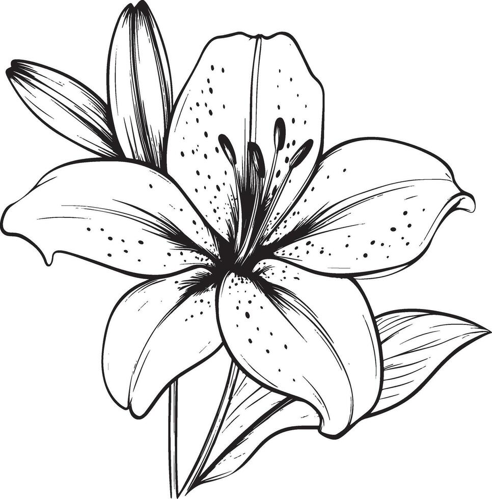 a black and white drawing of a lily vector