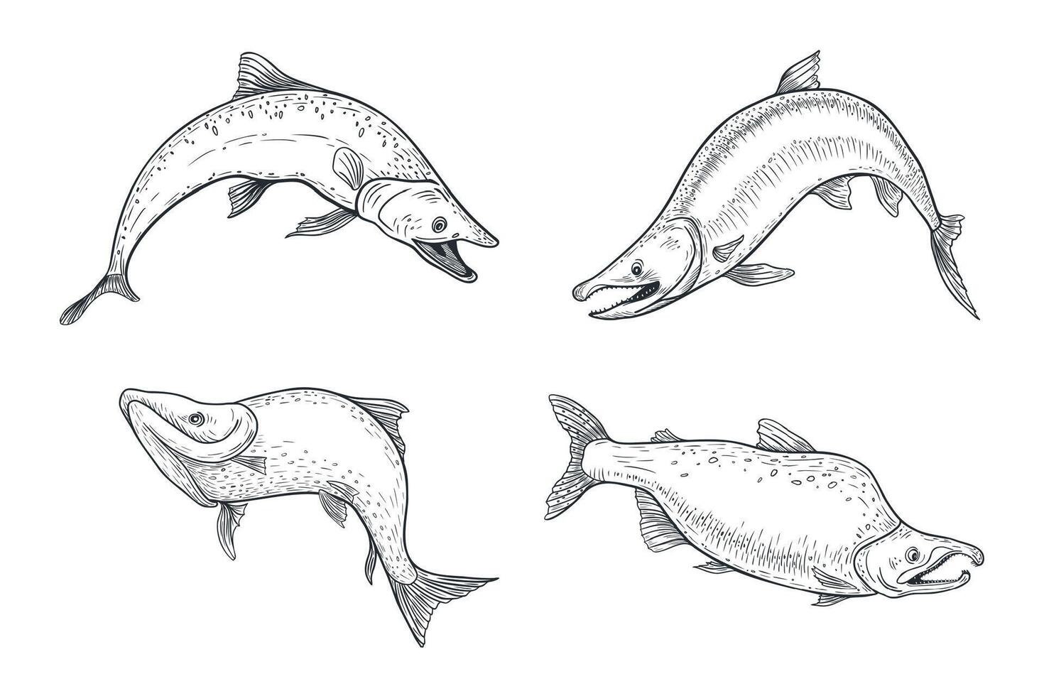 Trout black white illustration. Salmon monochrome sketch hand drawn. Nerka sea fish painted engraving art. Sockeye drawing in graphic. Variety fish set for package, label, sign board. vector