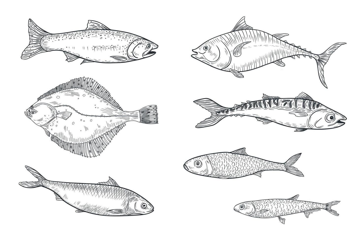 Sardine, anchovy monochrome illustration hand drawn. Herring, flounder black white drawing. Fishes tuna, salmon, mackerel engraving art. Various sea fish graphic linear style for prints. vector