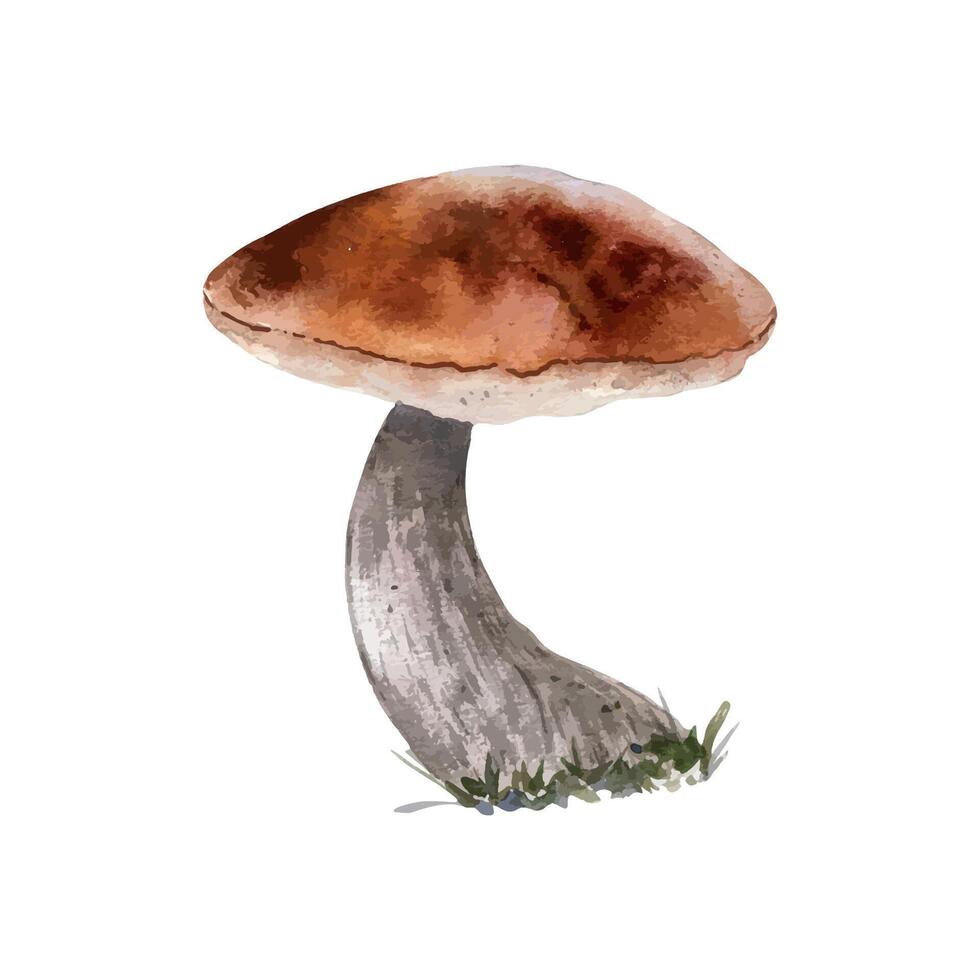Edible forest mushroom cep watercolor illustration isolated. Bolete with brown cap hand drawn in botanical sketch. Aspen mushroom, porcini painted for design autumn holiday season, nature theme vector