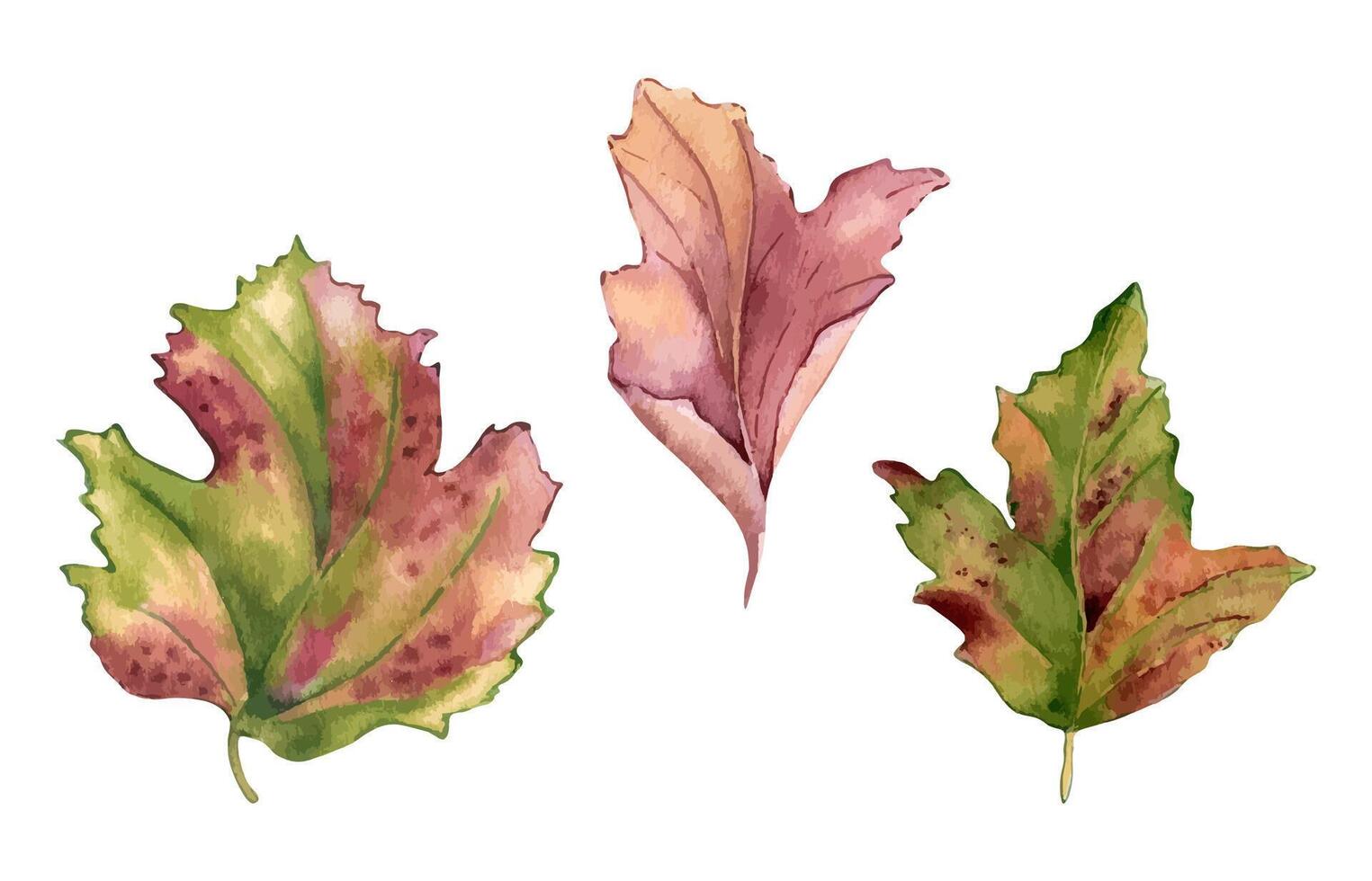 Leaves of viburnum tree watercolor illustration isolated. Red pink fall leaves of maple, hawthorn hand drawn in botanical sketch. Colorful foliage set painted for design autumn holiday season. vector