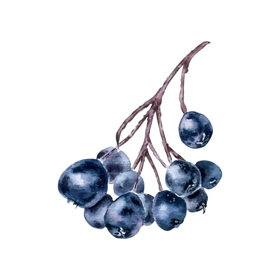Black chokeberry on tree branch watercolor illustration isolated on white. Bunch of aronia berries in botanical sketch hand painted. Black fruits berry hand drawn for label, package, autumn theme. vector