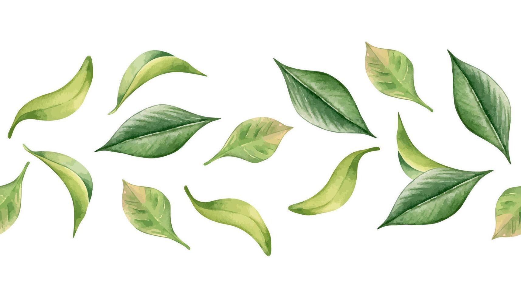 Tea leaves watercolor on seamless banner isolated. Flying green leaf by hand drawn on repeating border. Foliage horizontal pattern for package, textile, organic design. Leafy border in botanical art. vector