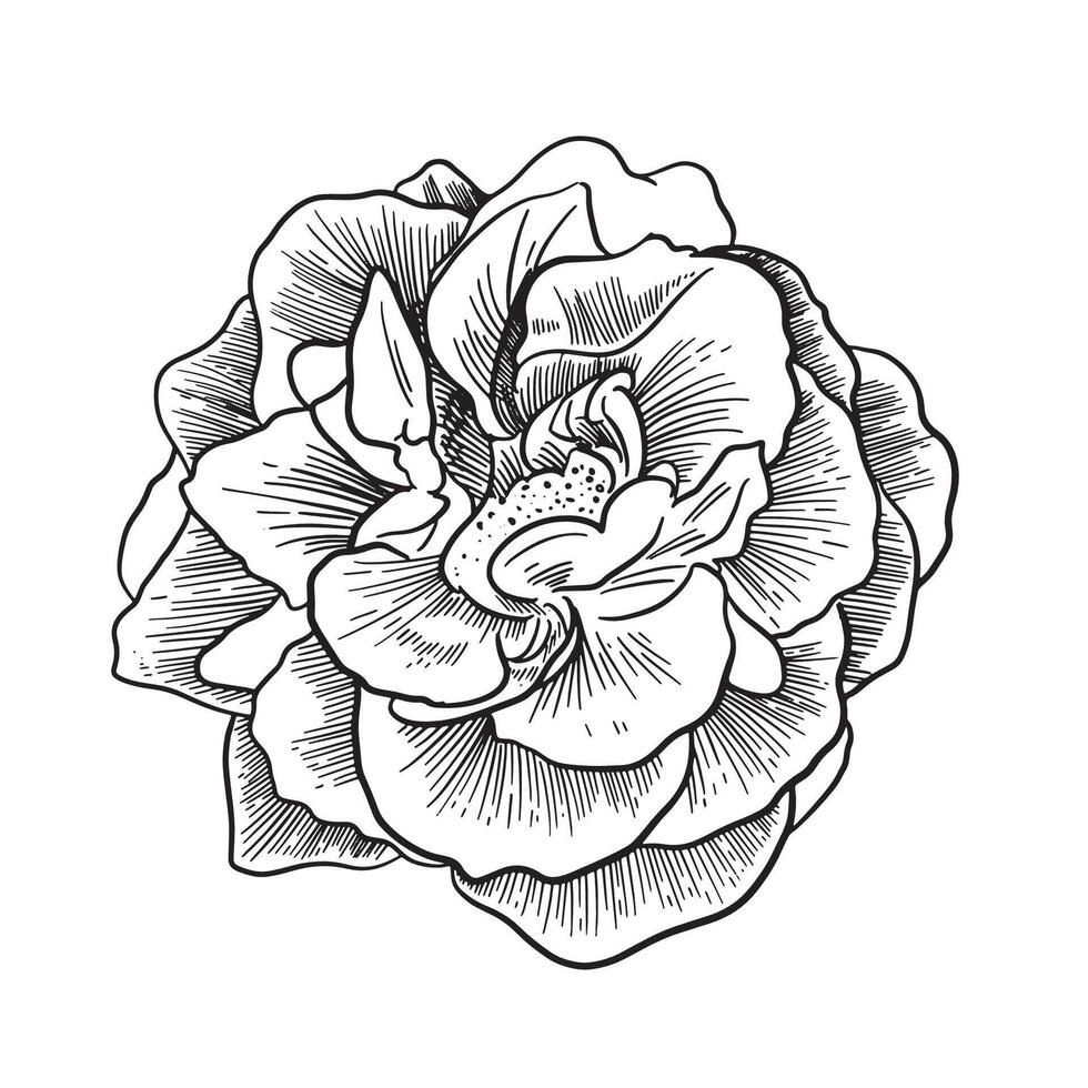 beautiful black and white rose . Floral illustration isolated on background. design greeting card and invitation of the wedding, birthday, Valentine s Day, mother s day, holiday vector