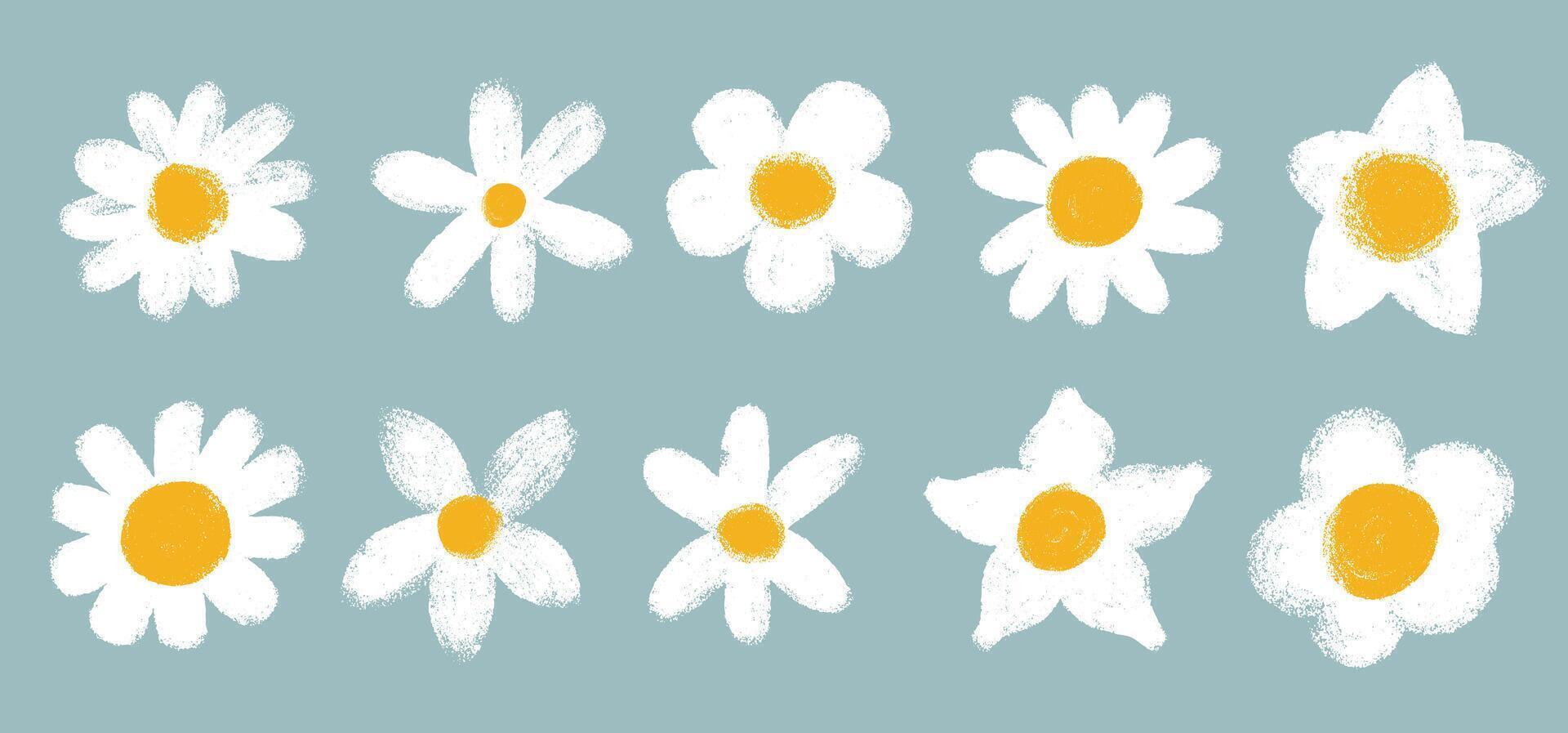 Set Of Daisy Hand Drawn Chamomile. Grunge In White Chamomile Icon. Cute Round Flower Head Plant. Different Shape. Template Love Card Symbol. Brush Stroke Flowers vector