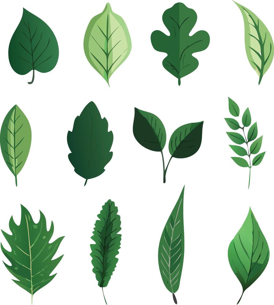 different kind of leaf art work vector